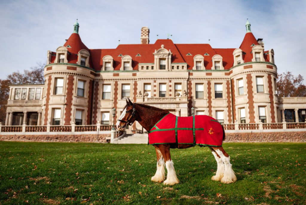 Budweiser Clydesdale at the Busch Estate at Grant's Farm