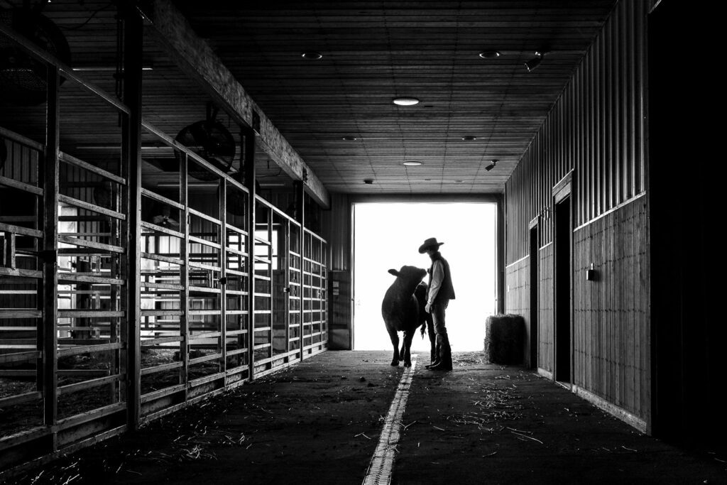 high school senior wearing cowboy hat walks cow down barn hall silhouette