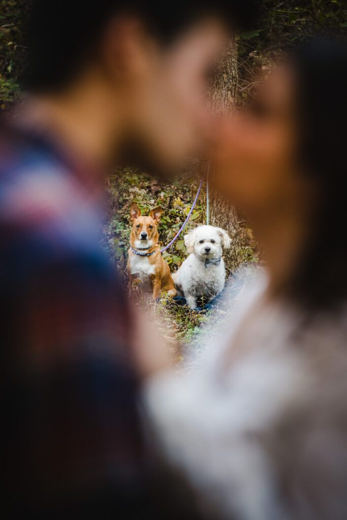 couple kissing in front of two dogs
