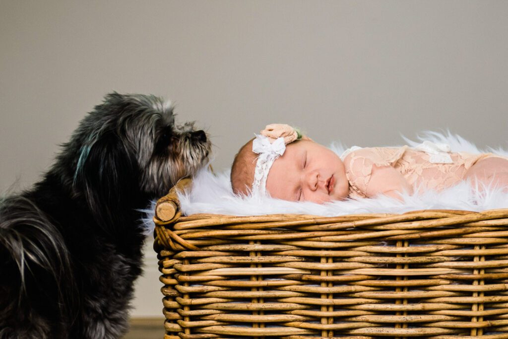 dog looking at newborn baby girl laying in basket