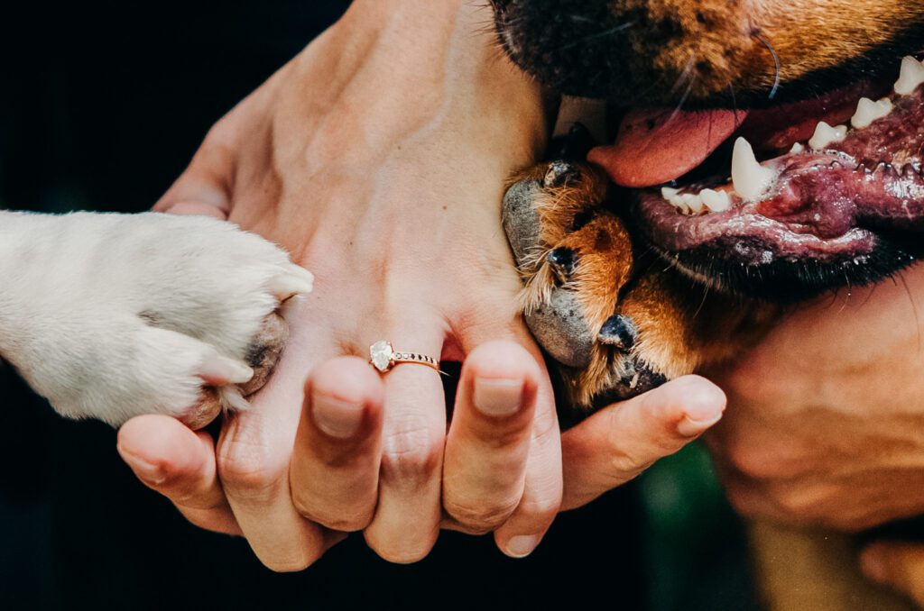 dog paws and engagement ring