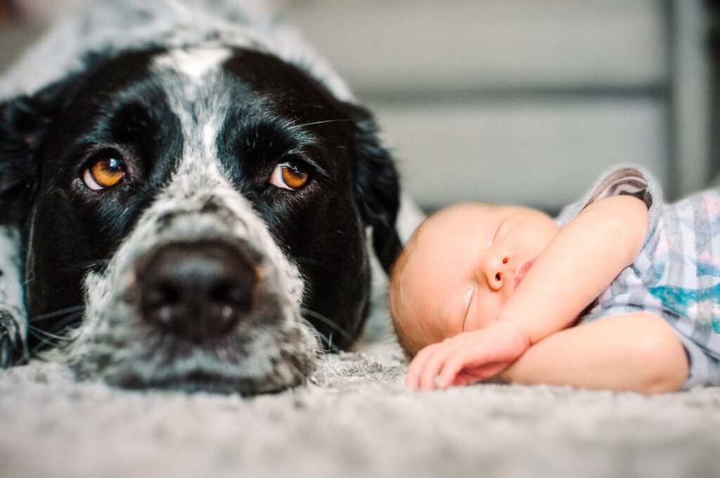newborn laying next to black and white dog on floor