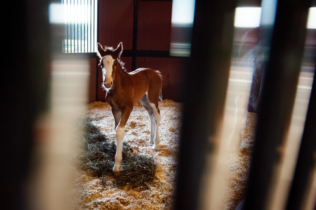Budweiser Clydesdale Foal at Warm Springs Ranch