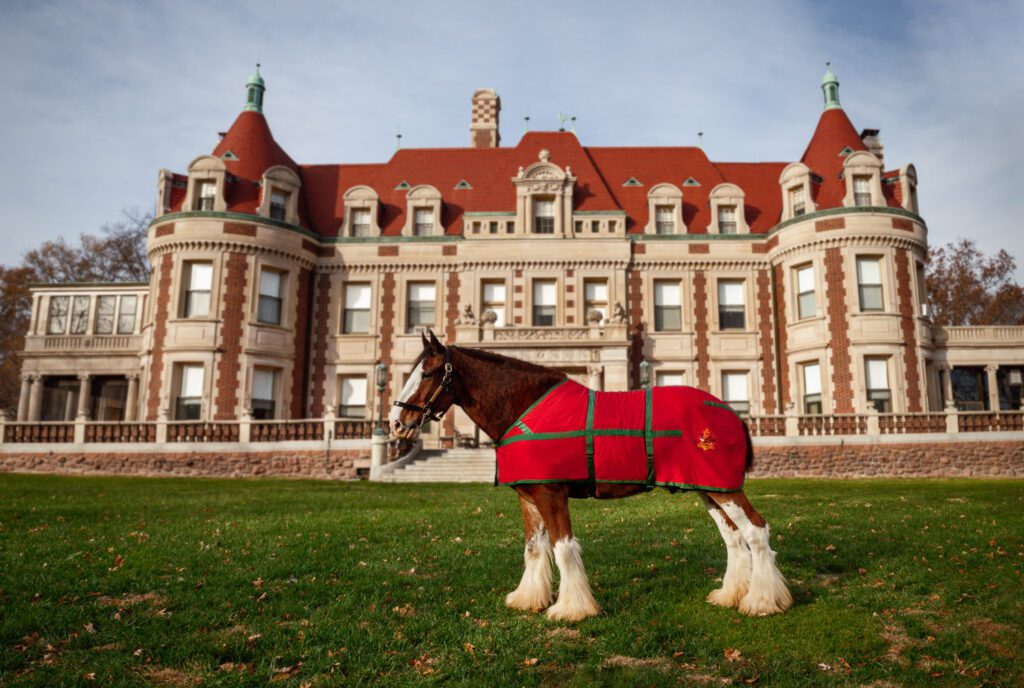 A Budweiser Clydesdale stands in front of the Busch Mansion at Grant's Farm in St. Louis, Missouri by Schaefer Photography.
