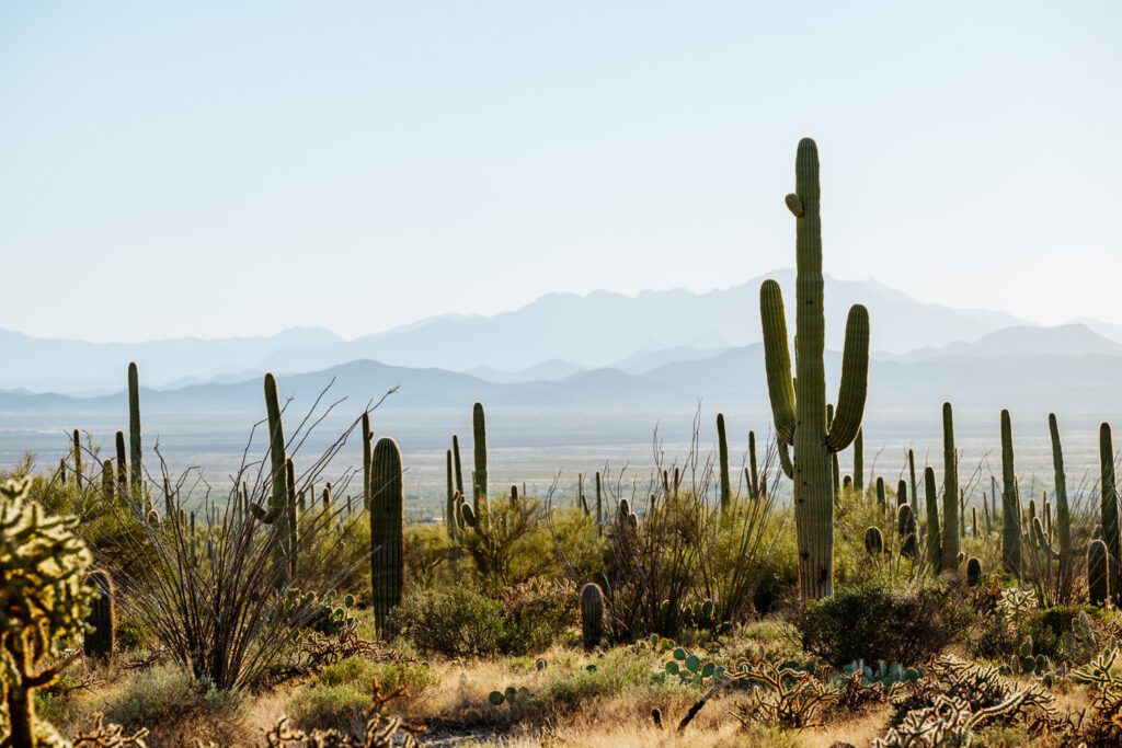 Saguaro Cactus in Saguaro National Park near Tucson Arizona with Mountains in the distance.