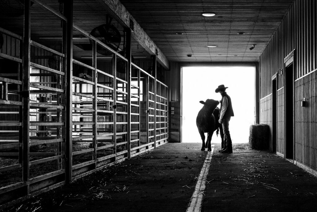 Silhouette of senior guy wearing a cow boy hat with cow in barn.